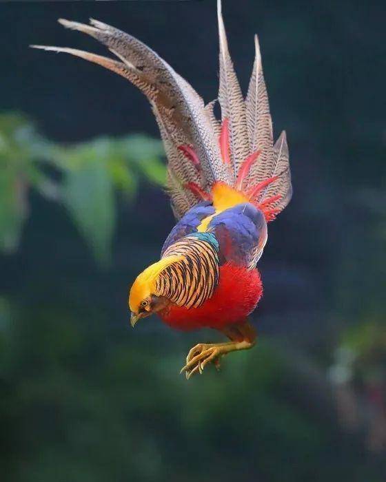 白腹锦鸡,分布于中国和缅甸,雄鸟的一身漂亮羽毛很神气.