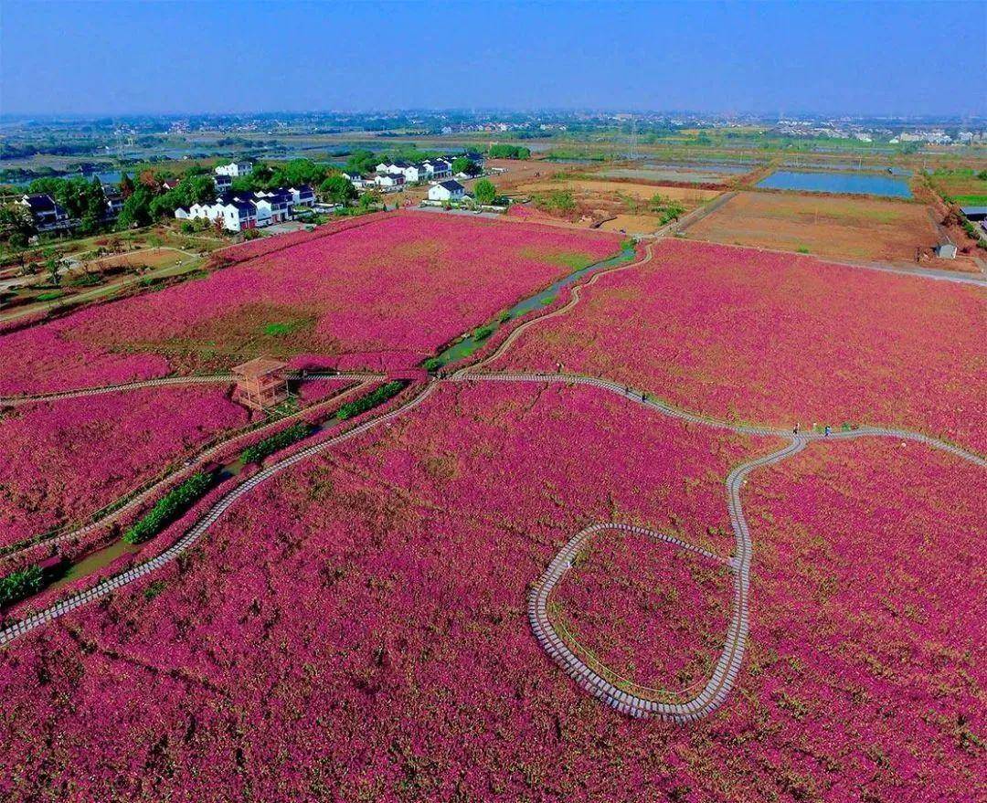 ▼ 石淙花海龙虾狂欢节的举办地在湖州南浔 从德清出发自驾约1小时