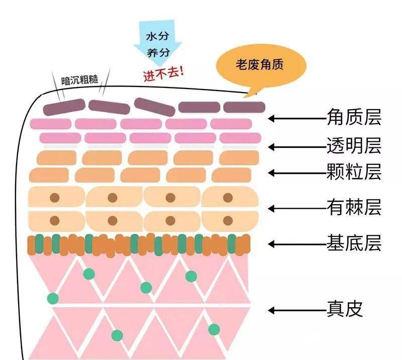 油性皮肤