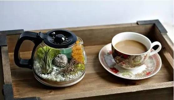 「植物」让种植成为孩子探索自然的起点！【植物角】60种植物角新玩法