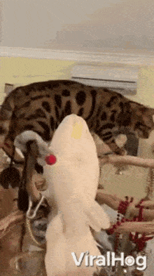 至于关系不好的猫咪和鹦鹉——