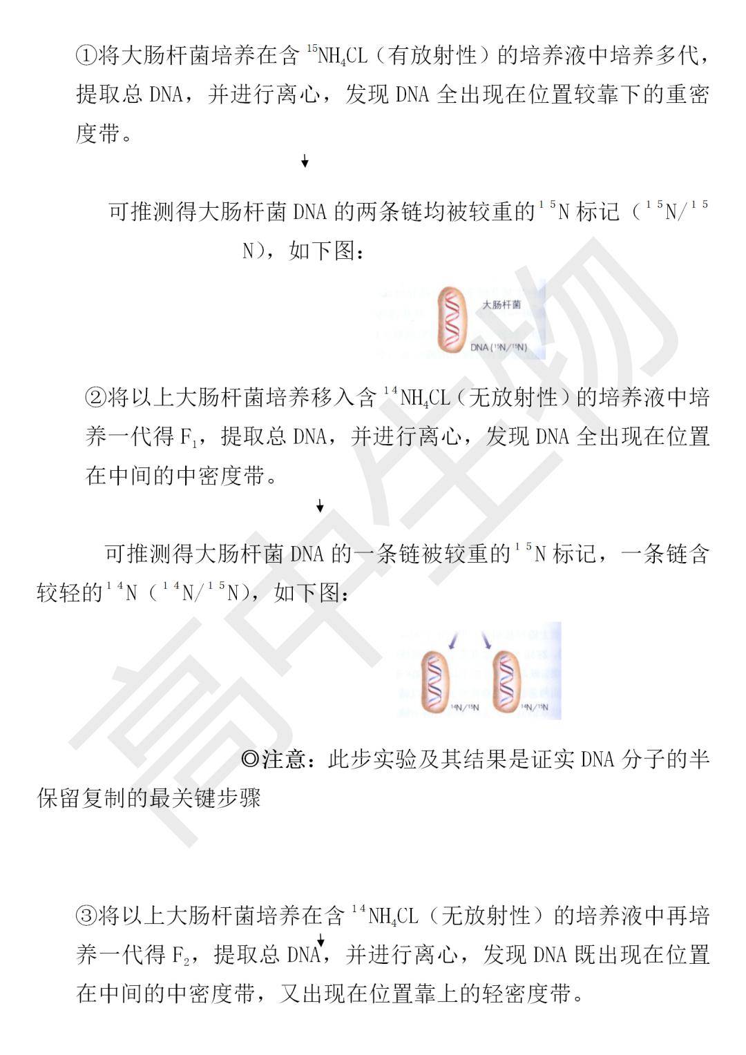 知识详解 dna复制及复制的证据 生物