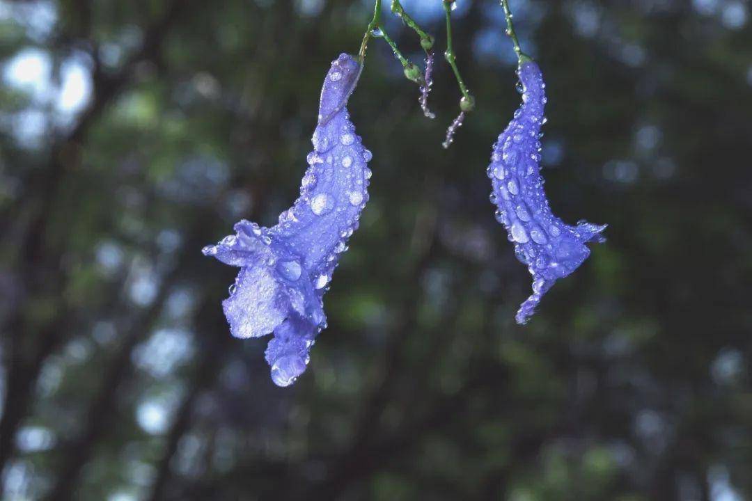 摄影|何仁江 摄影|田桂花 今年的蓝花楹美景虽已落幕 但照片定格的