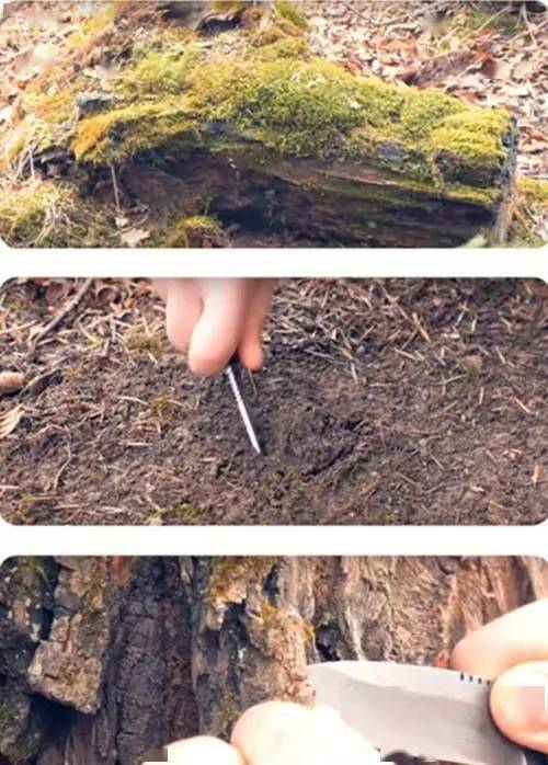 「植物」让种植成为孩子探索自然的起点！【植物角】60种植物角新玩法