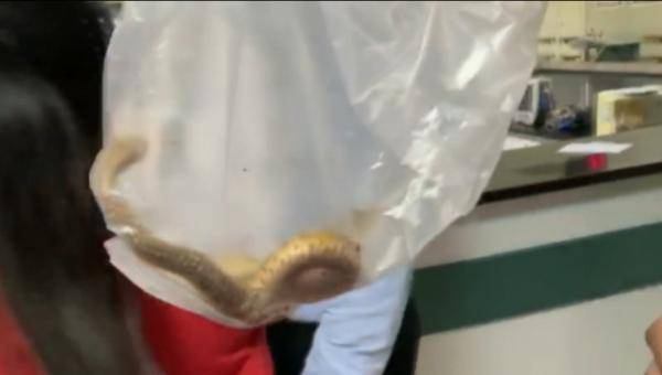 “教科书”式自救！大妈被毒蛇咬伤后一系列操