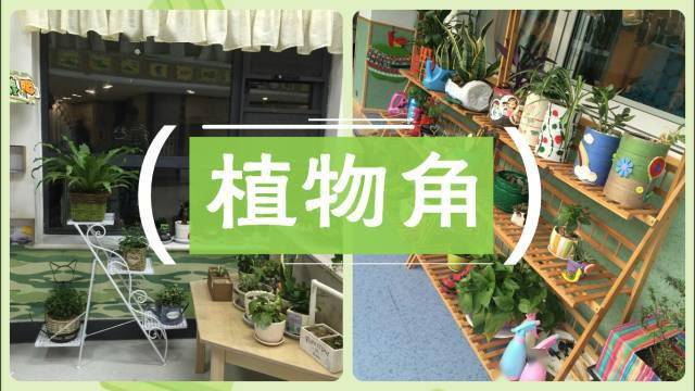 「植物」让种植成为孩子探索自然的起点！【植物角】60种植物角新玩法