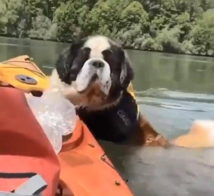 第一次坐独木舟的圣伯纳…带大型犬出门太不容易了！