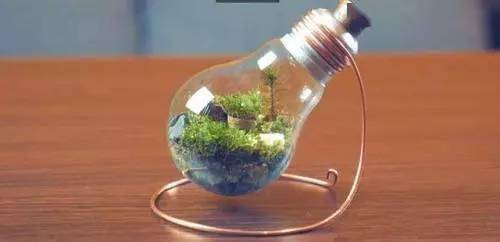 「植物」让种植成为孩子探索自然的起点！【植物角】60种植物角新玩法