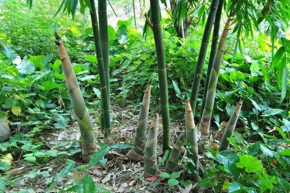 的特色 是天然无污染的优质食品,有助消化消滞 药食两用的天然植物