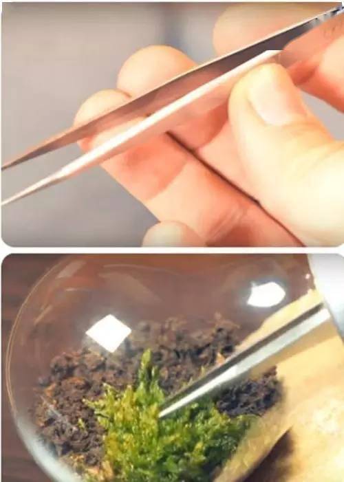 「植物」让种植成为孩子探索自然的起点！【植物角】60种植物角新玩法