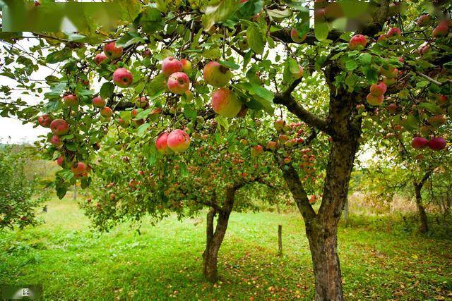 有机肥在果树栽培中的施用技术,促进果树稳定成长和果实的优质