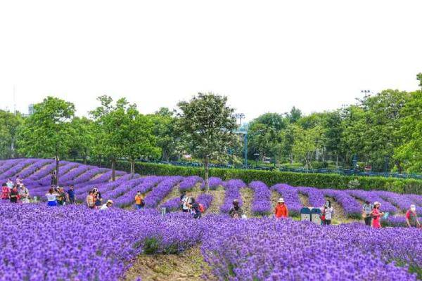 魔都 普罗旺斯 有多美 3100余名市民今出游紫色薰衣草花海 游客