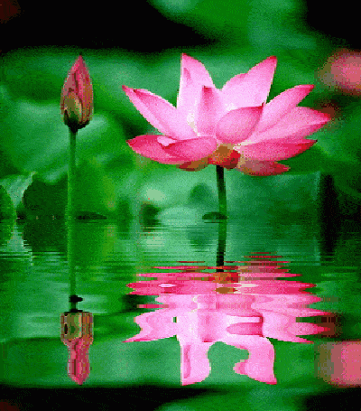 544cf92aeae945cbad4c8781c0687f08.gif