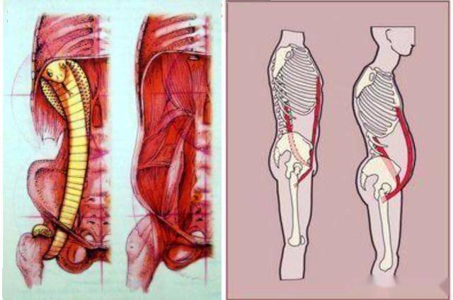 腰大肌松弛也是体态不好的重要原因,下图清晰的展示了腰大肌的位置和