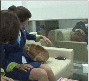 空姐们要去飞行的时候,狗狗也会依依不舍的送别,再撒娇让姐姐们抱抱