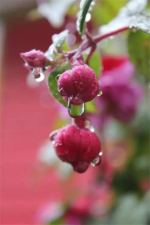 雨中的花朵,美到爆!