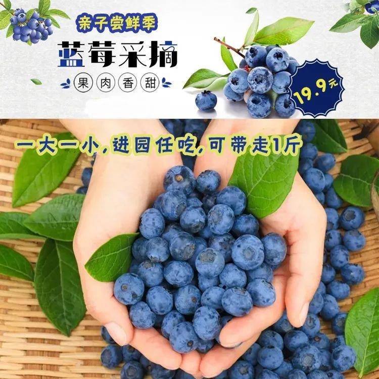 九个月宝宝能吃蓝莓吗 6114b63d0573454cbaf20b7efa7c4c47.jpeg