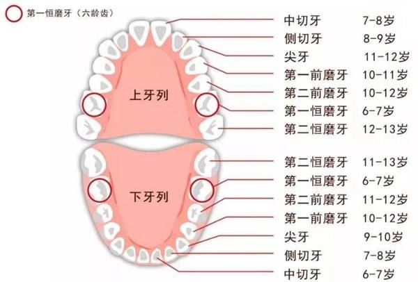 人有几颗上牙 6bf1c59139be4a51bc16e945b15bb41b.jpeg