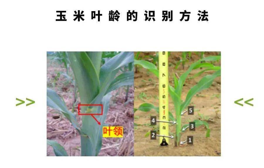 玉米茎叶除草剂,这样用更安全高效!