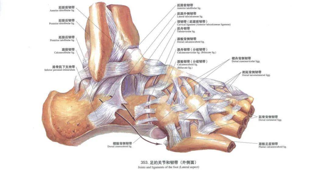 先让我们了解一下踝关节的解剖概要:踝关节通过其骨性结构,内侧三角
