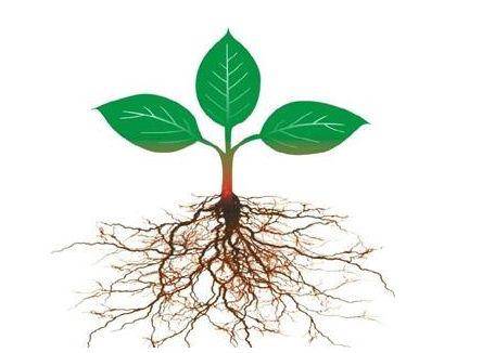 根系强大助力作物生长常见生根剂怎么样用你了解吗