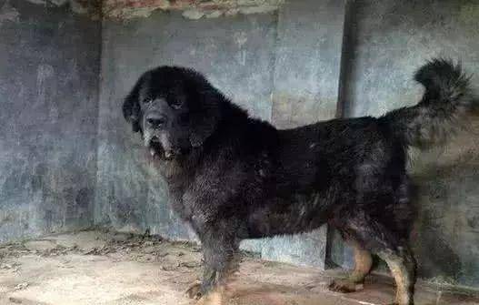 藏獒的四大纯血品系,这才是猛犬应有的样子