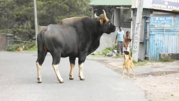 世界最大的印度野牛,大如面包车,网友:牛肉拉面馆能用到倒闭
