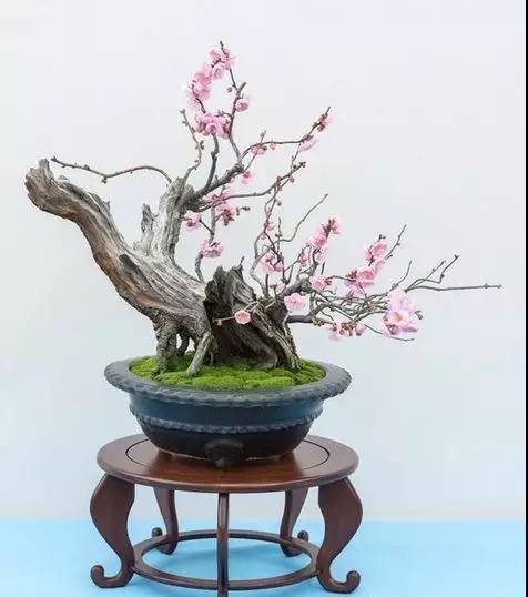 真正的艺术品,世界顶级盆景,太美啦