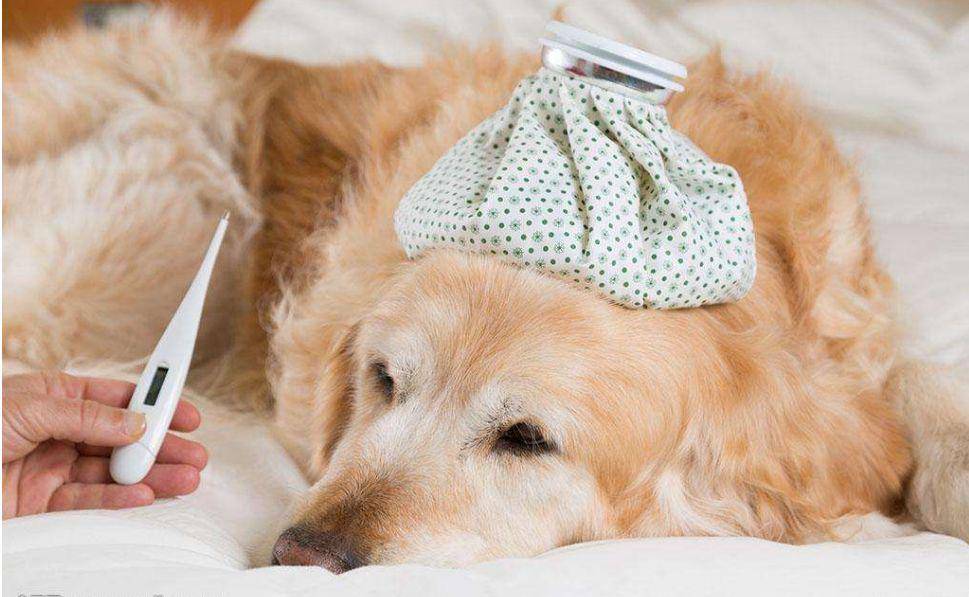 狗狗怎么看是不是感冒 4244c1b0b93e4c45ba4d43685082b581.jpeg