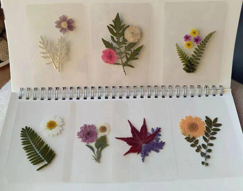 作品形式1:植物粘贴画