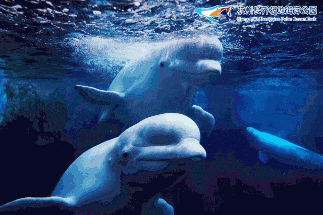 的乐园~ 缤纷的极地海洋, 神秘的海洋生物,憨萌企鹅, 可爱的海豚表演