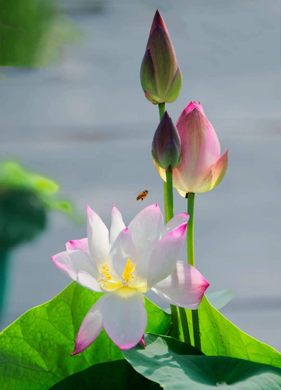 并蒂莲花开,好运自然来
