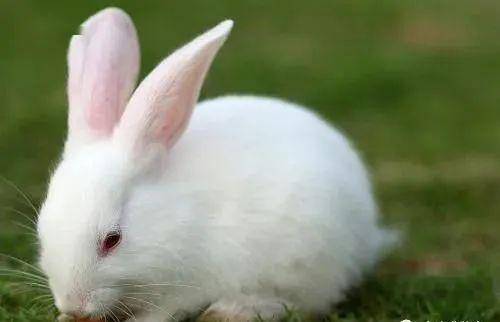 【兔业养殖】母兔分娩后吃兔毛怎么办