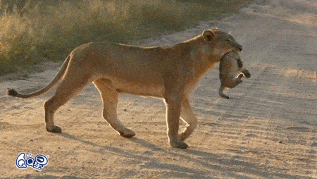 450_254gif 动态图 动图