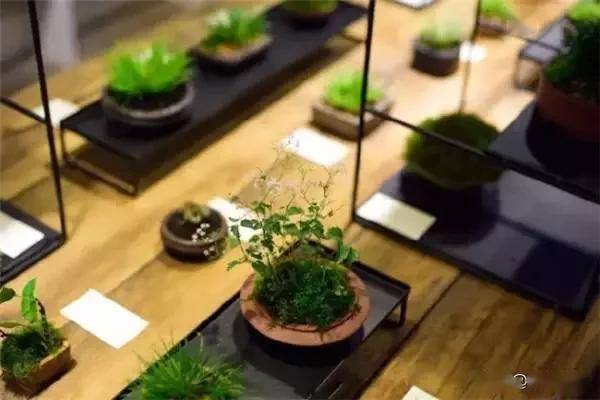 一处青苔，美了一个院子