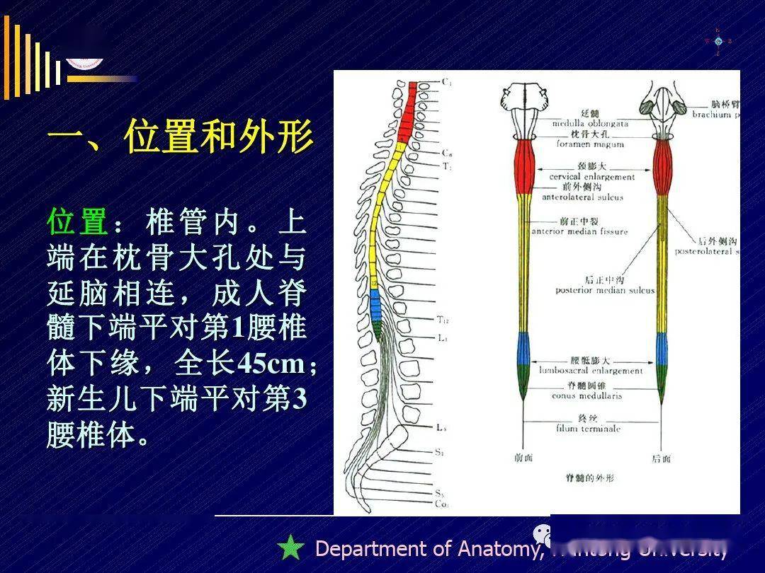 脊髓精细解剖