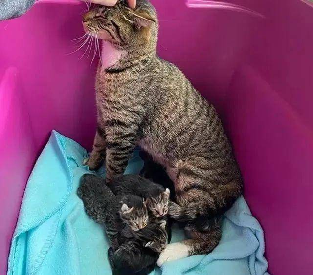 【猫咪】带回去让家猫照顾,猫咪“喜当爹”一脸不情愿,女子捡到一窝猫