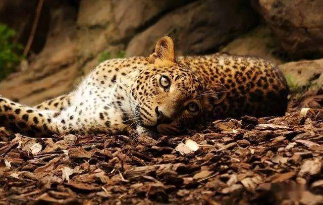 世界最大动物排行榜 49762d4d35754cf19413d2a16be512ac.jpeg