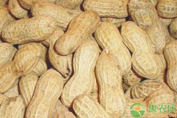 花生米今日价格 cfaa3402a8934fd68c5ff84d432a3081.jpeg