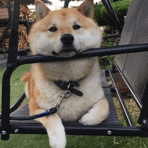 斗图专用柴犬表情包:野心不大 你和天下