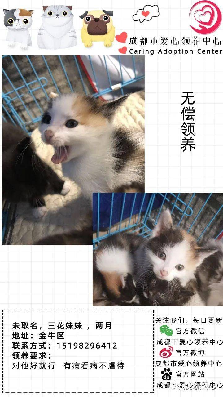 28号更新成都待领养宠物丨63只猫猫,47只狗狗,1只兔兔丨快来把你的小