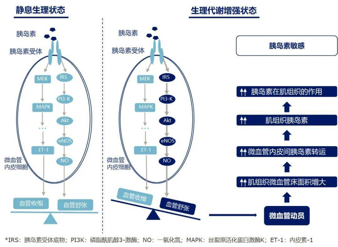 【糖尿病学术前沿】胰岛素和glp-1对微血管的调节作用