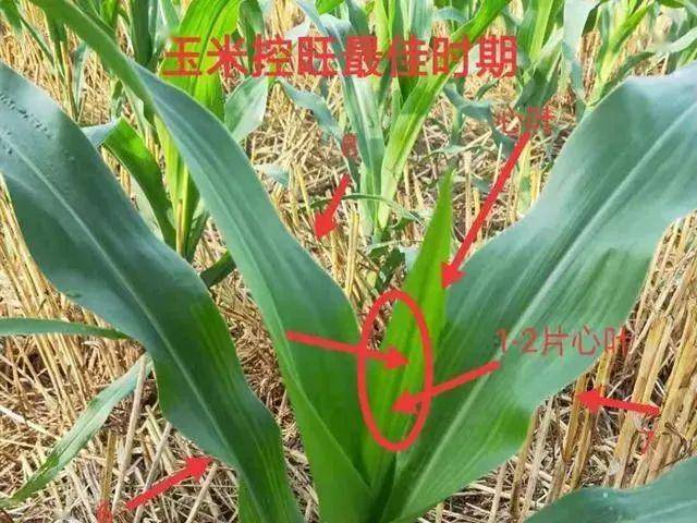 5590bb4b72374c49a4e4e1c1f7bcb2ac.jpeg
