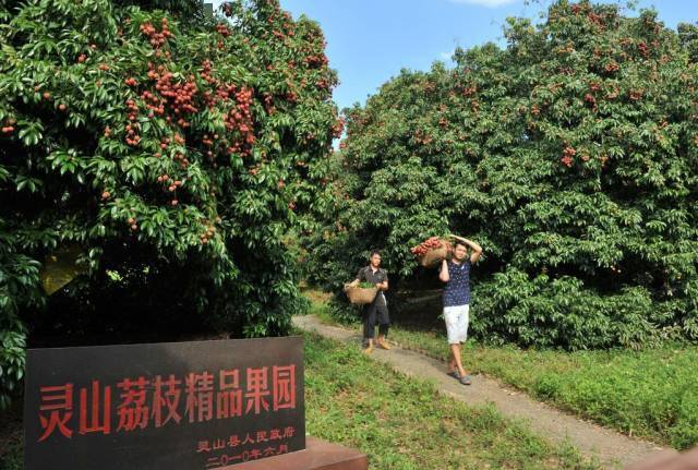 吃货们,快拿上这张荔枝地图,一起去灵山吃荔枝吧!