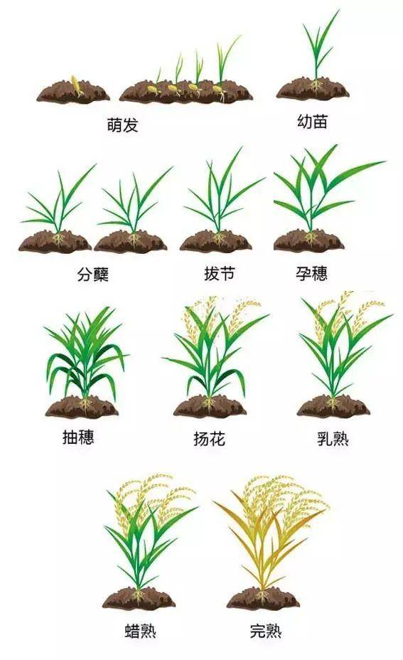 稻谷的生长过程