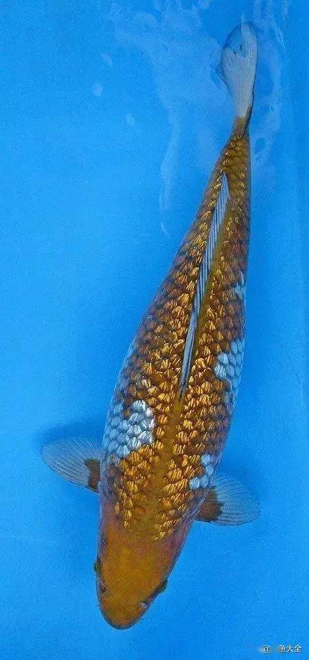 ����5��Ʒ�ֽ���