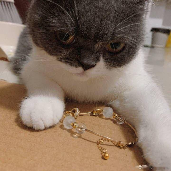 为爱鼓掌的时候屁股居然被猫抓花了哈哈哈哈哈