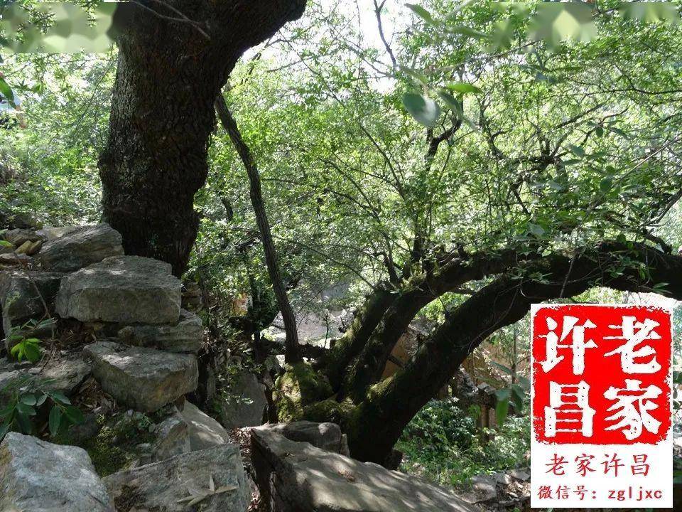 许昌啥村恁牛?有36座山,16条峡谷,136棵古树 ‖梁耀国