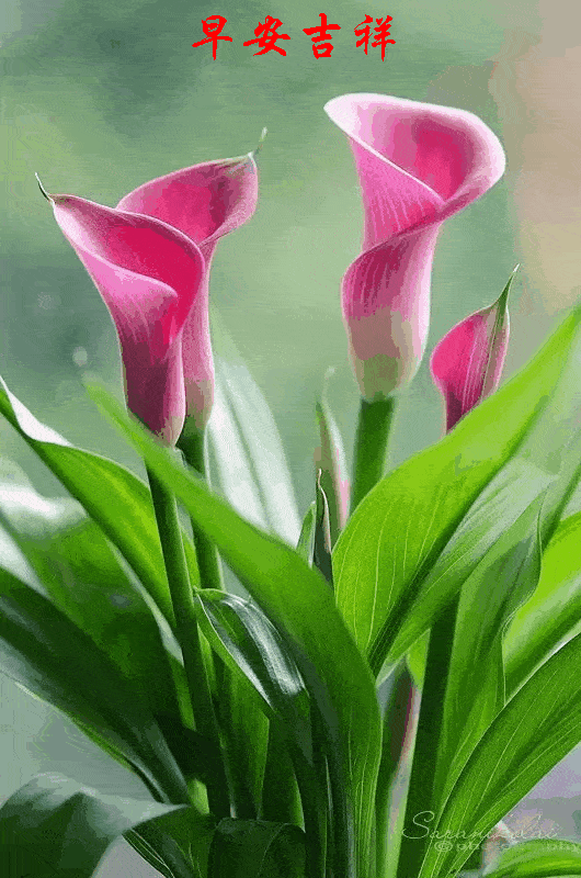 530_800 竖版 竖屏