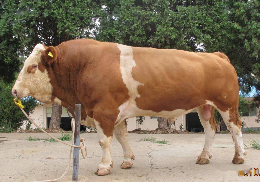 你买牛犊时少花一千元买头同品质的黄白花西门塔尔牛,它不香吗?